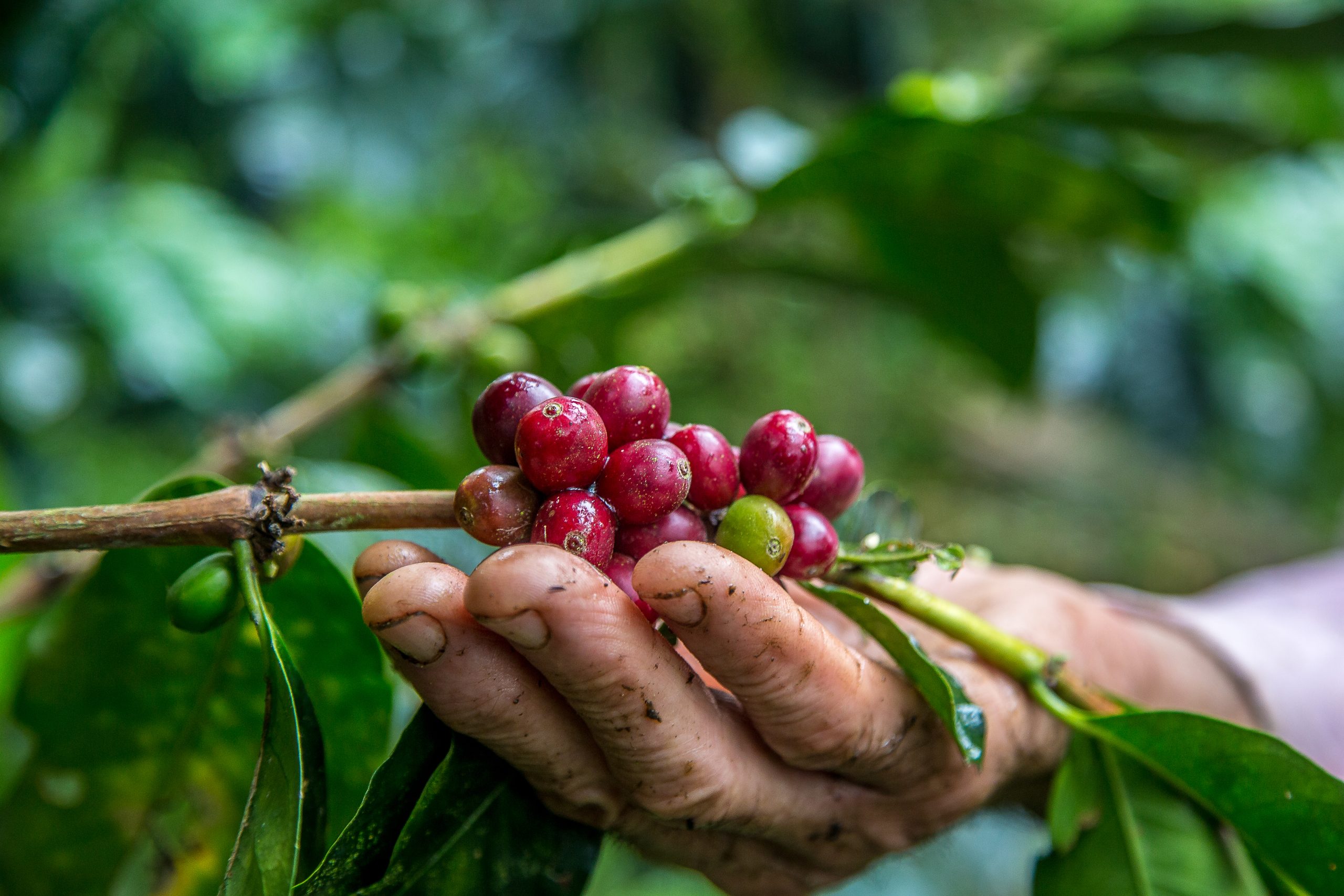 A closeup shot of male hand picking cherry red coffee beans on the tree
